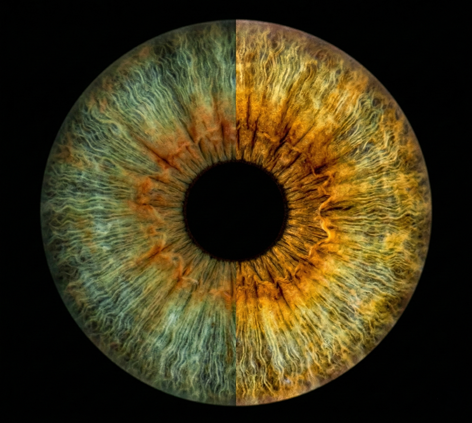 Chimera Split - Image 3